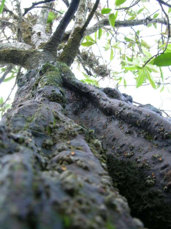 Pelliciera rhizophorae trunk